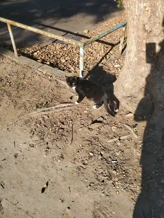 息栖神社の動物