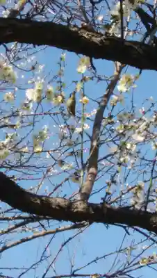 菅原神社（子安天満宮）の自然