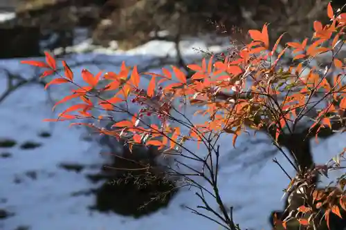 鹿島大神宮の自然