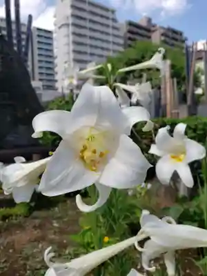 大円寺(東京都)