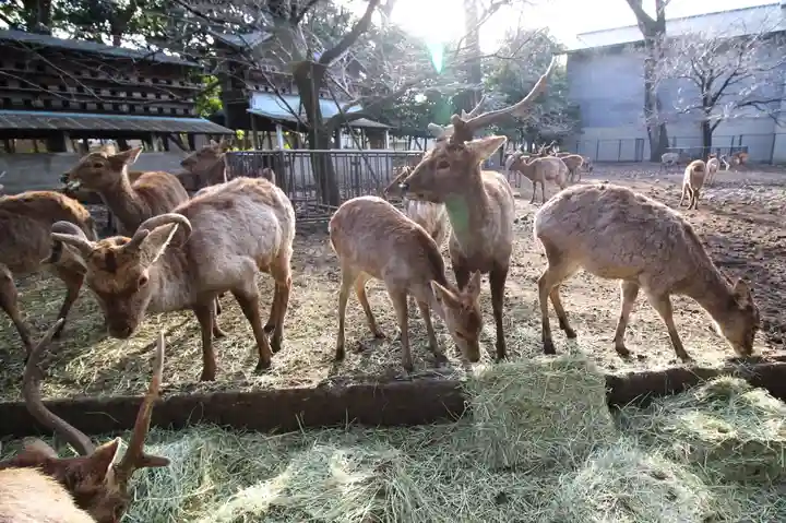 三嶋大社の動物