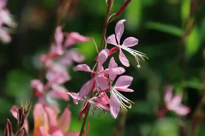 豊景神社の庭園