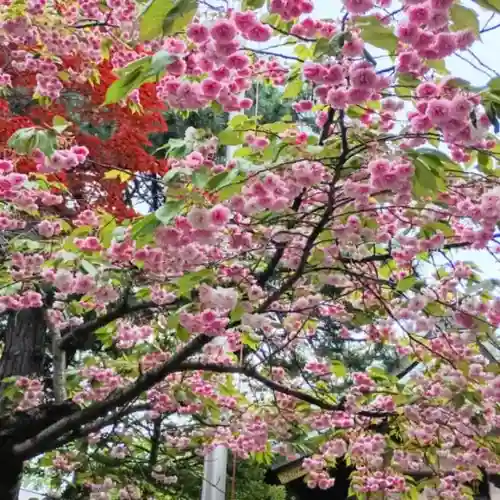 彌彦神社　(伊夜日子神社)の自然