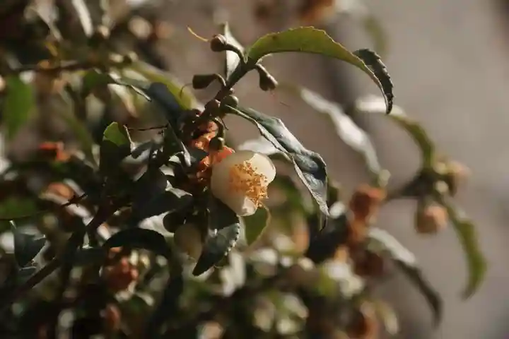 豊景神社の庭園