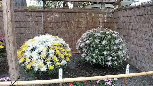 亀戸天神社(東京都)