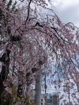 阿佐ヶ谷神明宮(東京都)