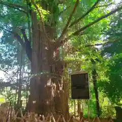 王子神社の自然