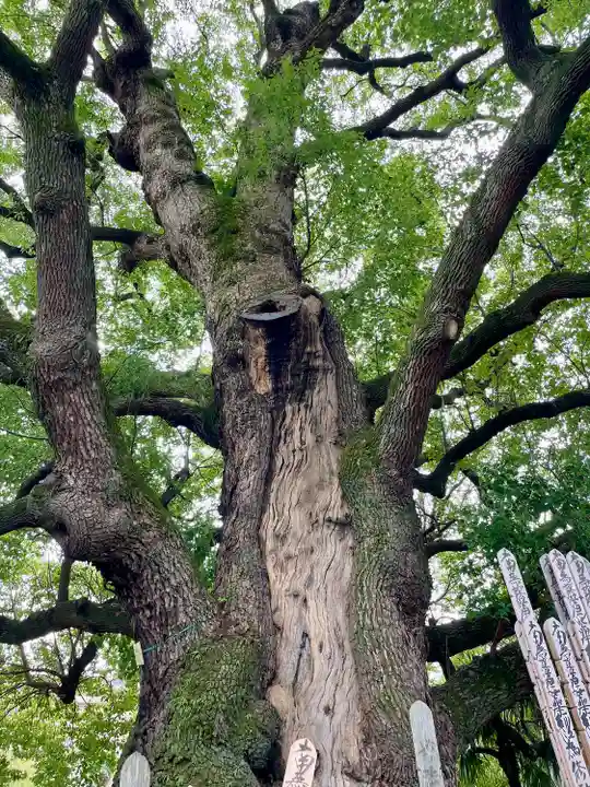 妙雲寺(東京都)