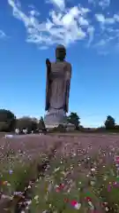 東本願寺本廟 牛久浄苑（牛久大仏）の仏像