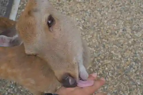 春日大社の動物
