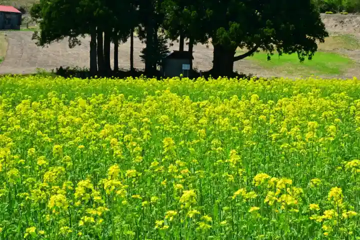 沢山神社(澤山神社)(新潟県)