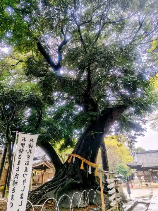 豊川進雄神社の{uncategorized: "未分類", other: "その他", undefined: "問題あり", building: "その他建物", grave: "お墓", sacred_gate: "鳥居", guardian: "狛犬", statue: "像", buddha: "仏像", history: "歴史", nature: "自然", garden: "庭園", animal: "動物", pagoda: "塔", temizu: "手水舎", mountain_gate: "山門・神門", sanctuary: "本殿・本堂", subordinate: "末社・摂社", art: "芸術", scenery: "景色", jizo: "地蔵", ema: "絵馬", goshuin: "御朱印", omikuji: "おみくじ", items: "授与品その他", amulet: "お守り", goshuincho: "御朱印帳", eats: "食事", festival: "お祭り", votive_dance: "神楽", shichigosan: "七五三参", wedding: "結婚式", experience: "体験その他", initially: "初詣", around: "周辺", anti_infection: "感染症対策"}