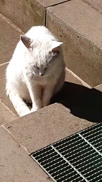 愛宕神社の動物