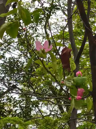 河合神社（鴨川合坐小社宅神社）の自然