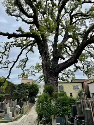 大雄寺(東京都)