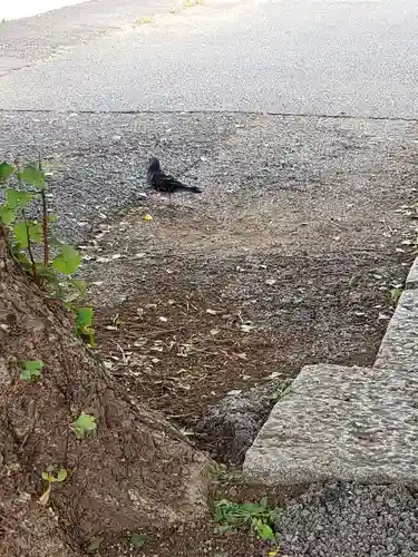 愛宕神社の動物