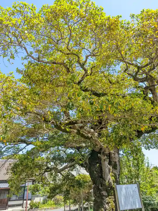 乙訓寺(京都府)