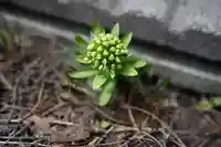 宝壽山 吉祥院(北海道)