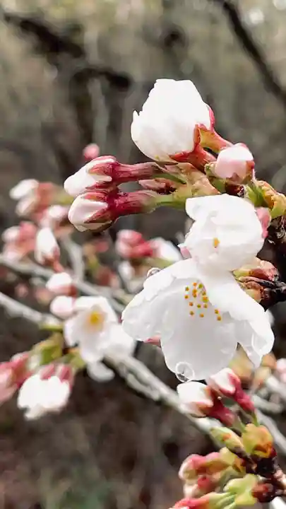 浄居寺(山梨県)
