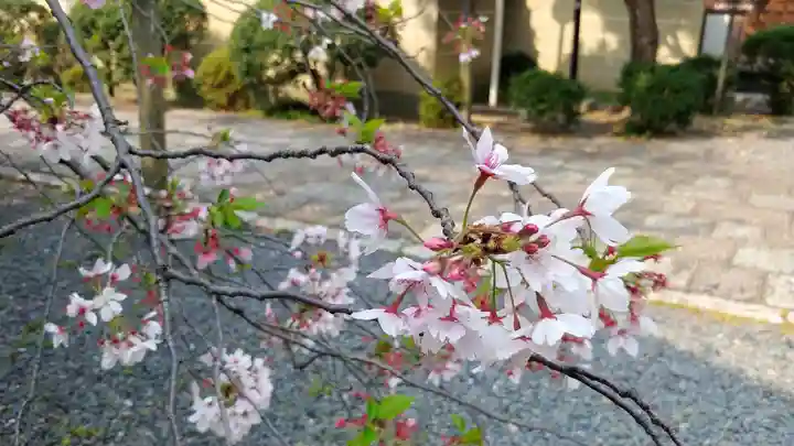 大報恩寺(千本釈迦堂)の自然