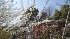 浄土宗 光明山 大蓮寺（照曜会館）の自然