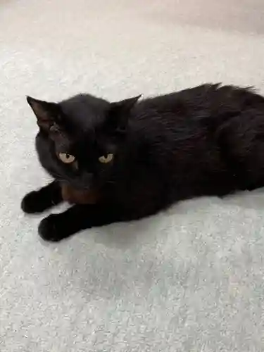 弥生神社の動物