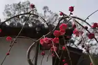 畑峯六地蔵尊(こんにゃく地蔵)の自然