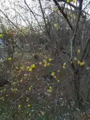 前玉神社の自然