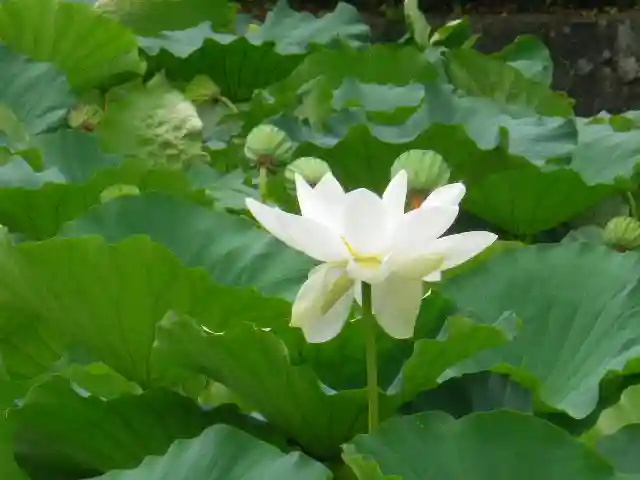 鶴岡八幡宮の自然
