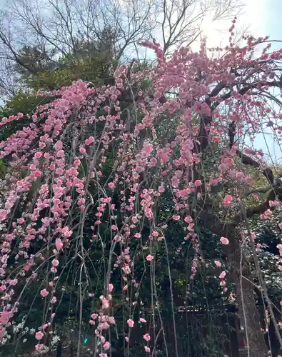 北野天満宮(京都府)