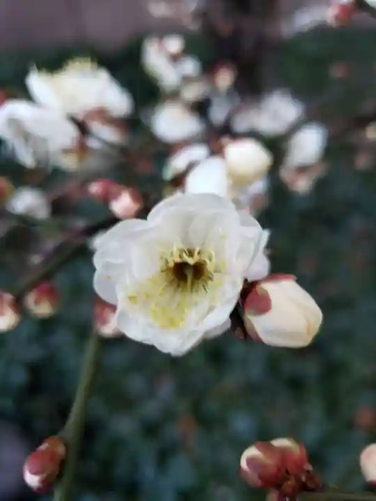 銀世界稲荷神社の自然