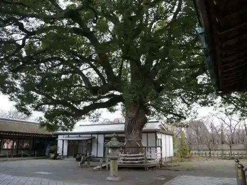 平野神社の自然