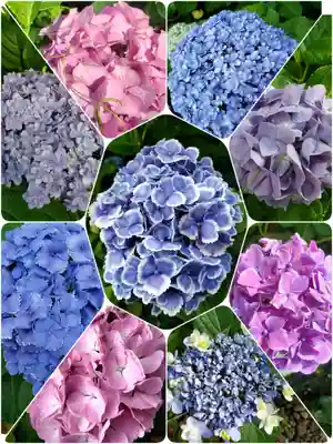 本郷氷川神社(東京都)