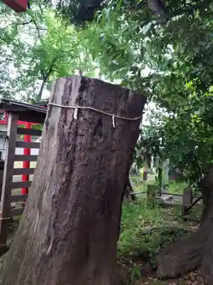 羽根木神社の自然