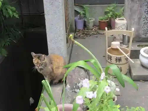 興禅寺(神奈川県)