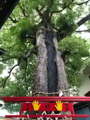 立石熊野神社の自然