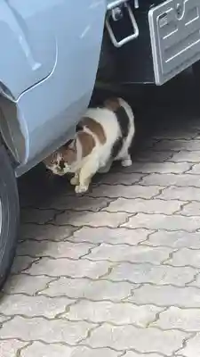 京都大神宮(京都府)