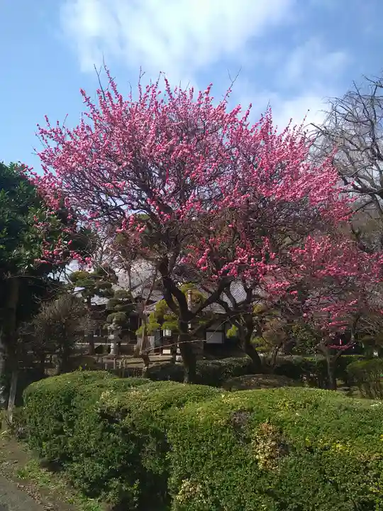 南蔵院(東京都)