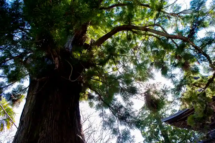 筑波山神社の自然