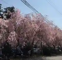 椿大神社の自然