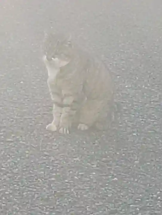 白金氷川神社の{uncategorized: "未分類", other: "その他", undefined: "問題あり", building: "その他建物", grave: "お墓", sacred_gate: "鳥居", guardian: "狛犬", statue: "像", buddha: "仏像", history: "歴史", nature: "自然", garden: "庭園", animal: "動物", pagoda: "塔", temizu: "手水舎", mountain_gate: "山門・神門", sanctuary: "本殿・本堂", subordinate: "末社・摂社", art: "芸術", scenery: "景色", jizo: "地蔵", ema: "絵馬", goshuin: "御朱印", omikuji: "おみくじ", items: "授与品その他", amulet: "お守り", goshuincho: "御朱印帳", eats: "食事", festival: "お祭り", votive_dance: "神楽", shichigosan: "七五三参", wedding: "結婚式", experience: "体験その他", initially: "初詣", around: "周辺", anti_infection: "感染症対策"}