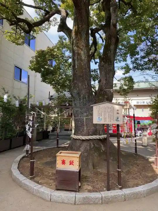 溝口神社の自然
