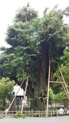 村山浅間神社の自然