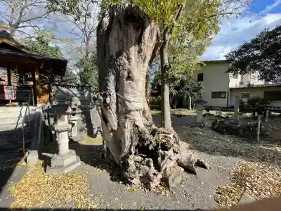 若宮八幡神社(滋賀県)