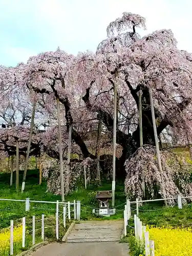 瀧桜神明宮の自然