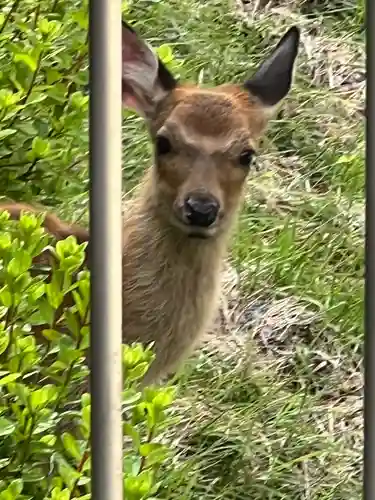 三峯神社奥宮(埼玉県)