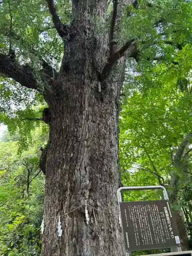 芝東照宮の自然