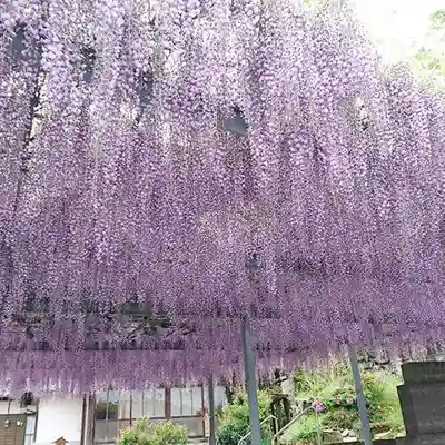 白山神社の自然