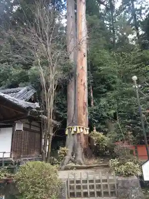 宇太水分神社の自然