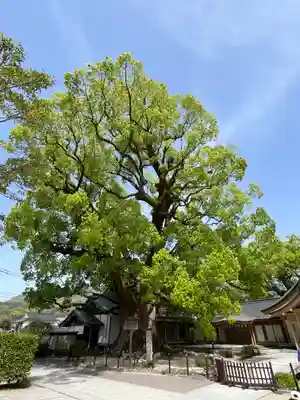 太宰府天満宮(福岡県)